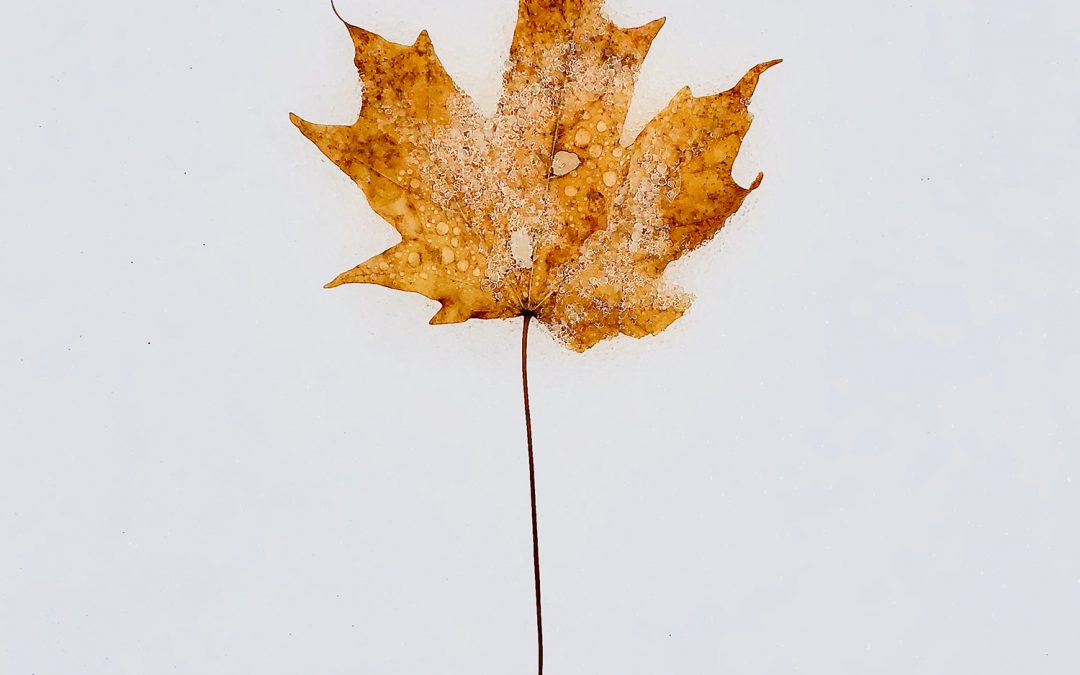 Leaf
