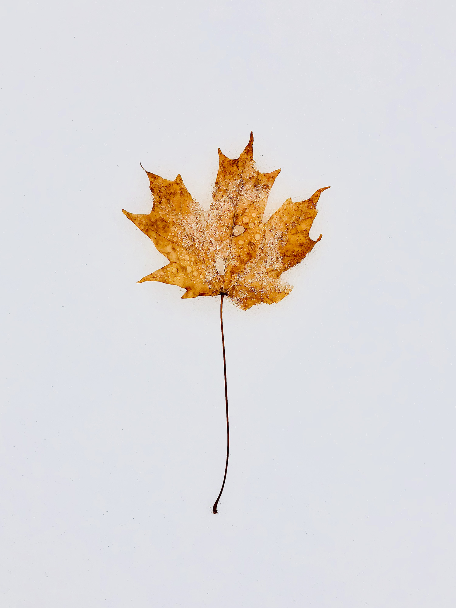 Snow-Leaf