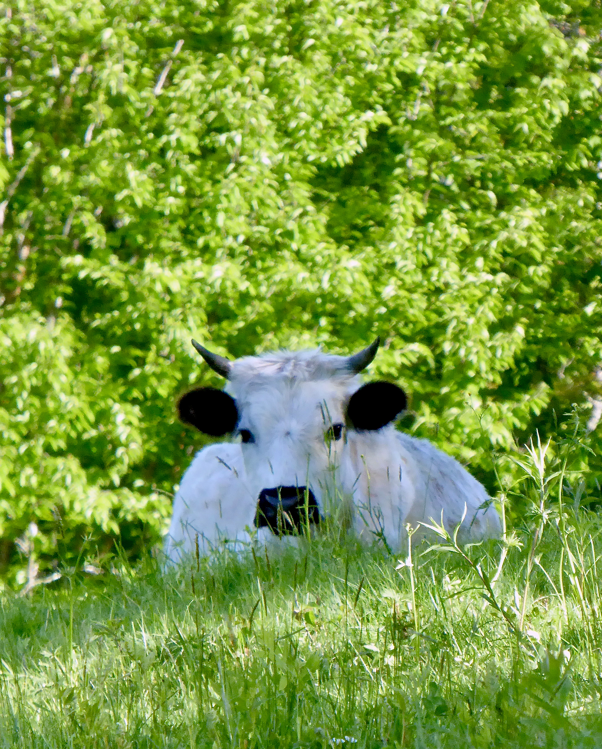 Cow