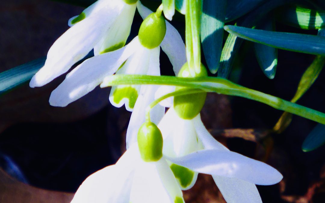 Snowdrop