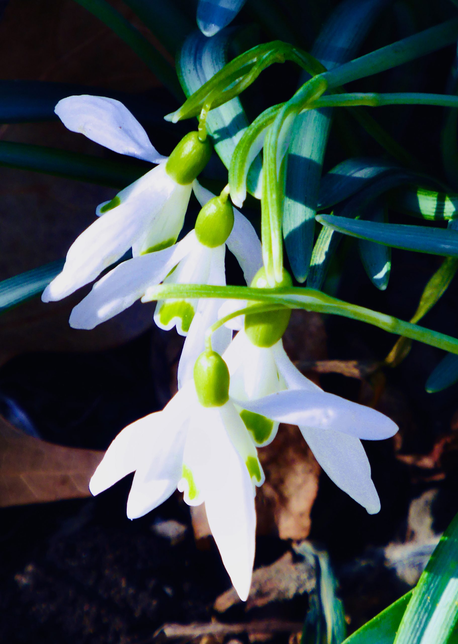 Snow-drops