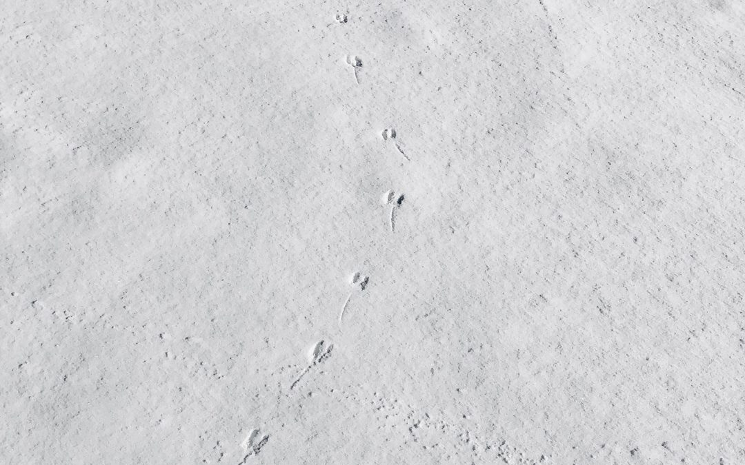 Tracks