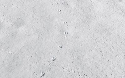 Tracks